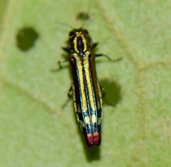 Agrilus catherinae