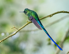 Aglaiocercus