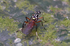 Raphiocerinae