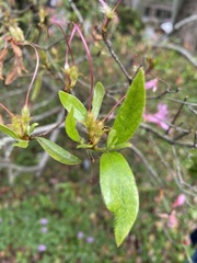 Rhododendron kanehirai