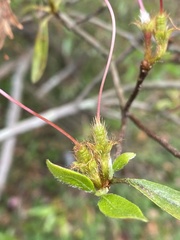 Rhododendron kanehirai