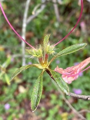 Rhododendron kanehirai