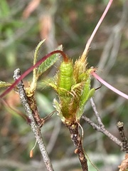 Rhododendron kanehirai
