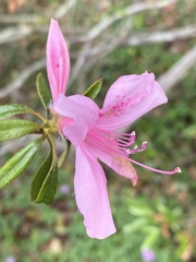 Rhododendron kanehirai