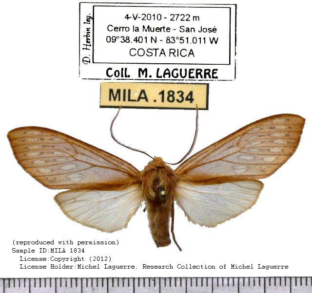 Pseudohemihyalea despaignei
