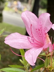 Rhododendron kanehirai