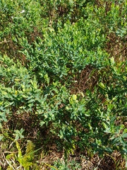 Hypericum edisonianum