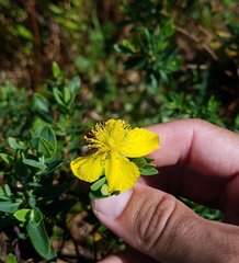 Hypericum edisonianum