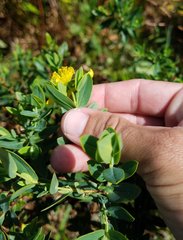 Hypericum edisonianum