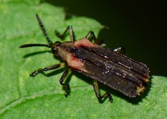 Heterispa vinula
