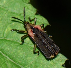 Heterispa vinula
