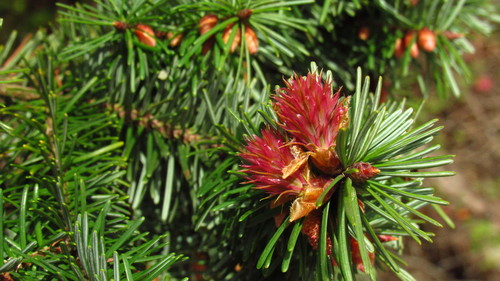 Pseudotsuga menziesii