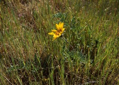 Balsamorhiza macrolepis