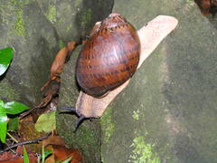 Hedleyella maconelli