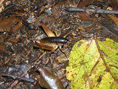 Penalva flavocalceata