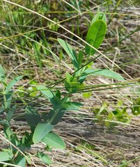 Hypericum edisonianum