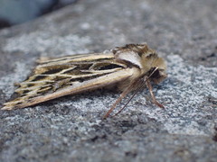Ichneutica oliveri