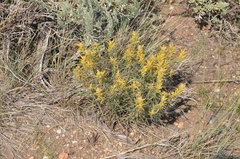 Castilleja flava flava