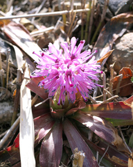 Heloniopsis orientalis