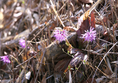 Heloniopsis orientalis