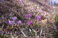 Heloniopsis orientalis