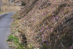 Heloniopsis orientalis