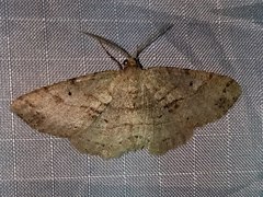Melanolophia signataria