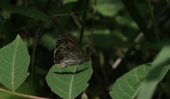 Ypthima multistriata