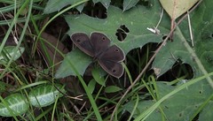 Ypthima multistriata