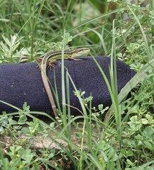 Takydromus septentrionalis