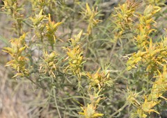 Castilleja flava flava