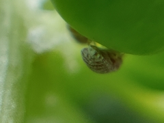 Coccoidea