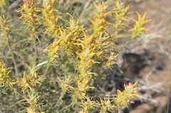 Castilleja flava flava