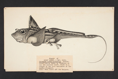 Dark Ghostshark photo 2