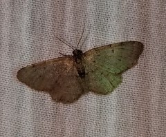 Aethalura intertexta