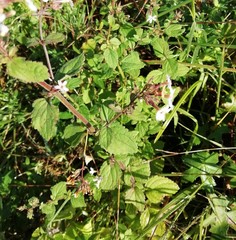 Chaenostoma floribundum