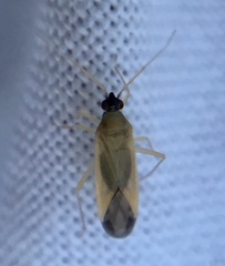 Phylus melanocephalus