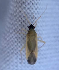 Phylus melanocephalus