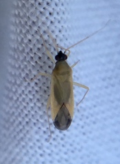 Phylus melanocephalus