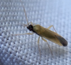 Phylus melanocephalus