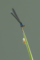 Acanthagrion trilobatum