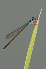 Acanthagrion trilobatum