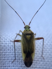 Closterotomus trivialis