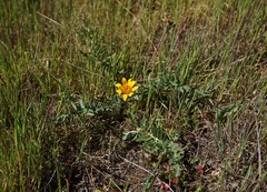 Balsamorhiza macrolepis