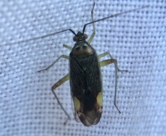 Closterotomus trivialis