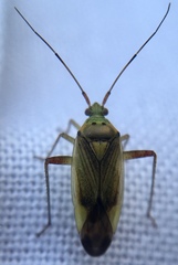 Closterotomus trivialis
