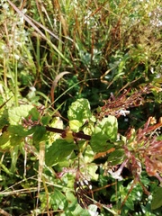 Chaenostoma floribundum