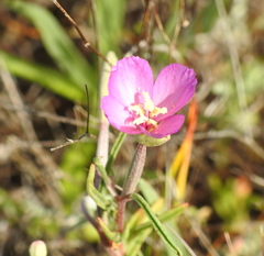 Clarkia gracilis gracilis