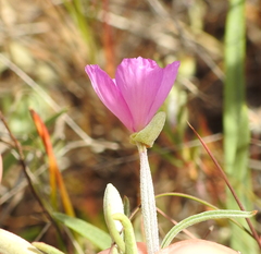 Clarkia gracilis gracilis