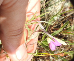 Clarkia gracilis gracilis